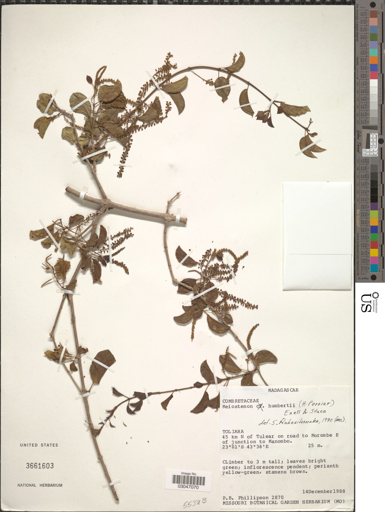 Combretum humbertii — houseplant care guide