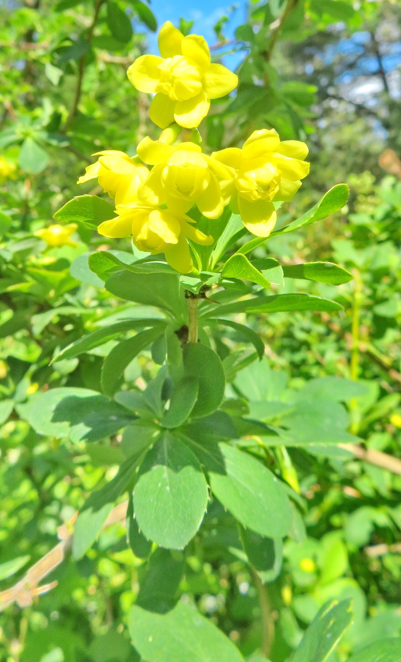 Berberis yunnanensis — houseplant care guide