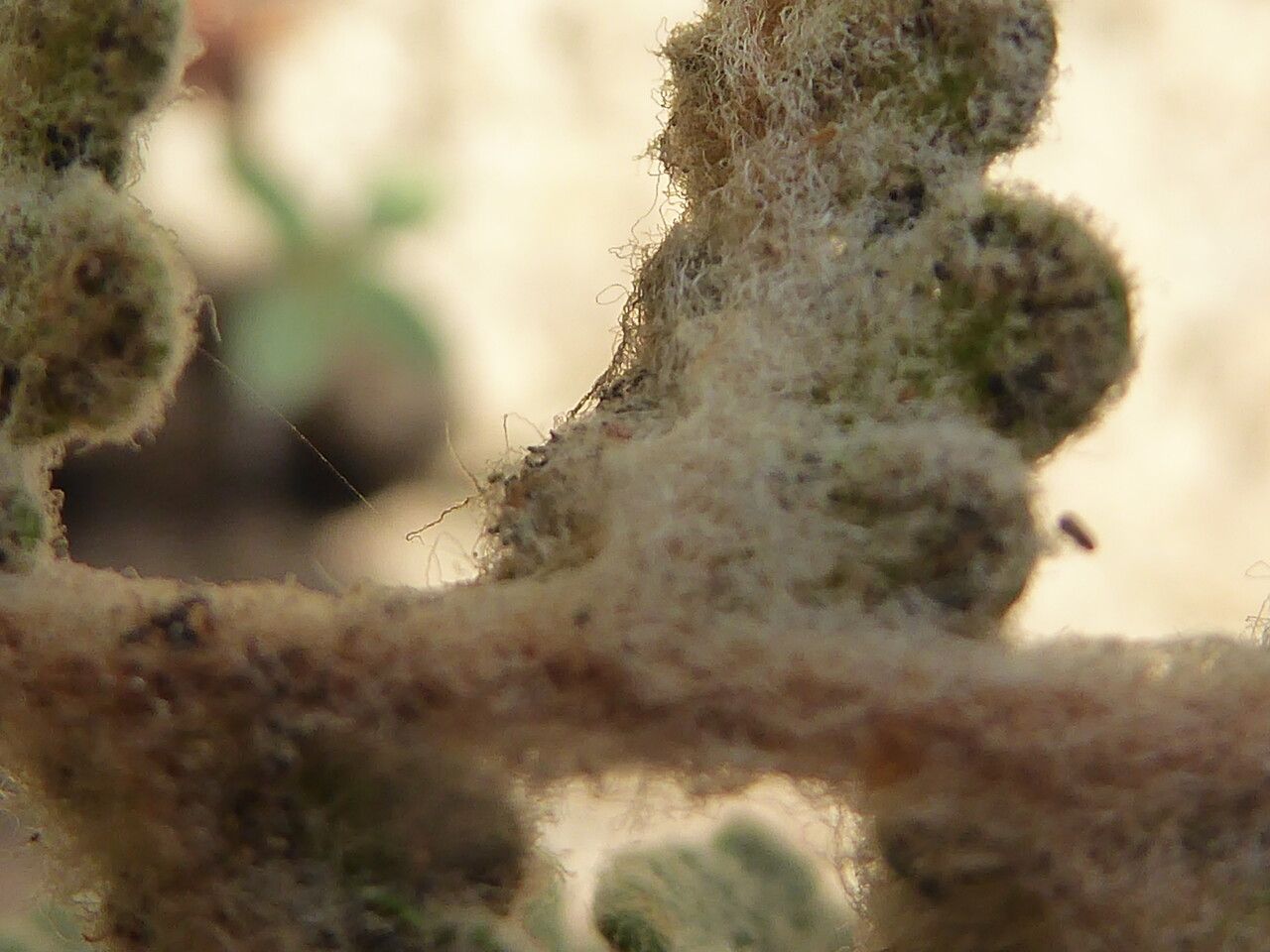 Cosentinia vellea fruit