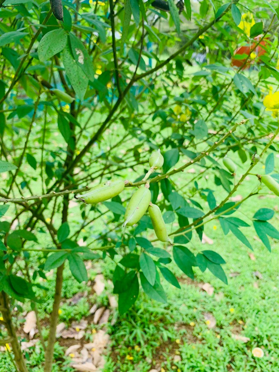 Crotalaria micans fruit