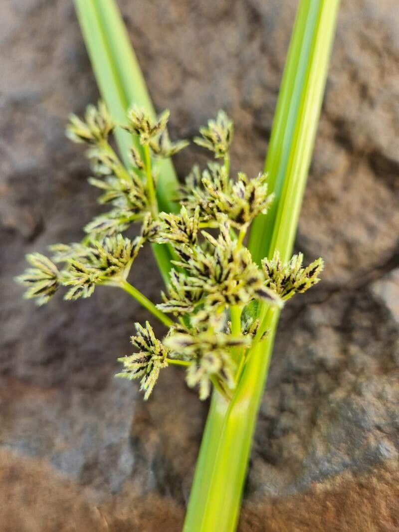 Cyperus dichrostachyus fruit