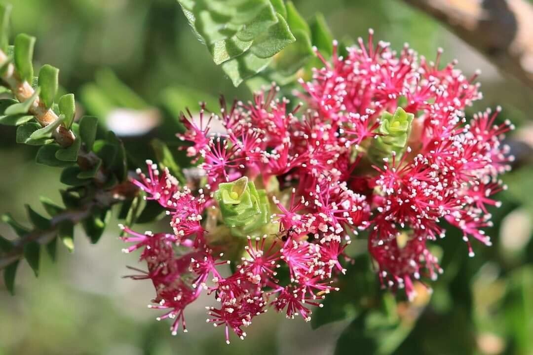 Melaleuca gardneri — houseplant care guide