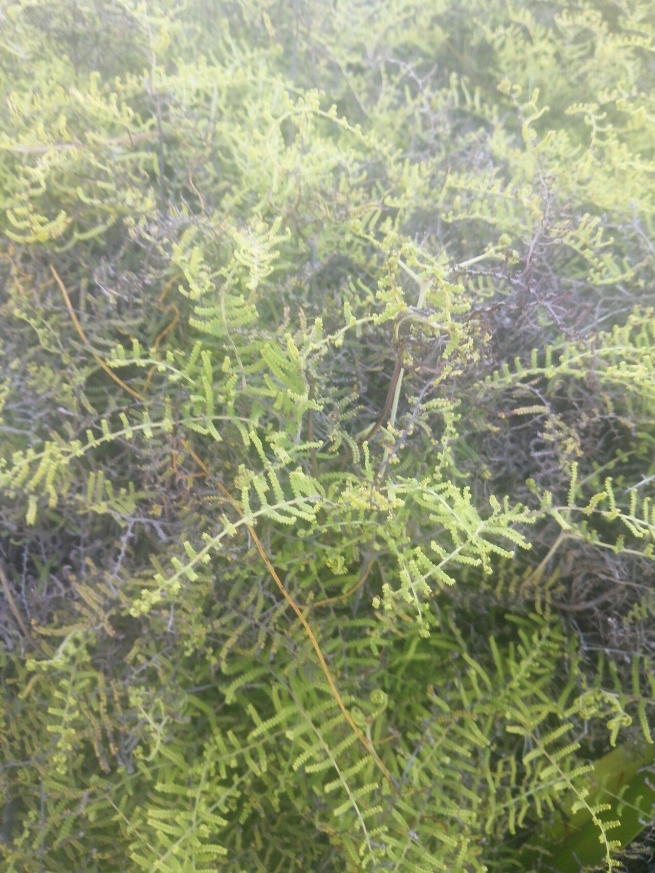 Gleichenia polypodioides leaf