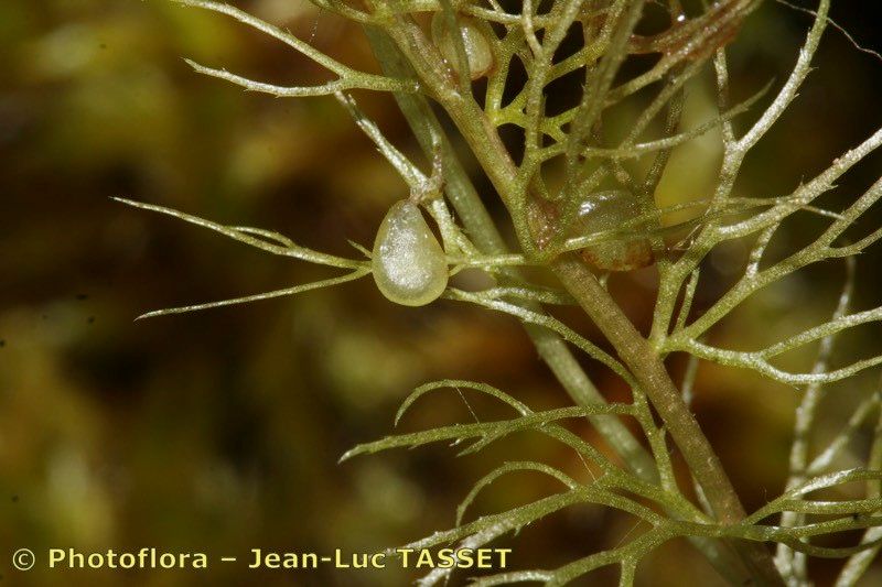 Utricularia stygia — search result for 'Utricularia'