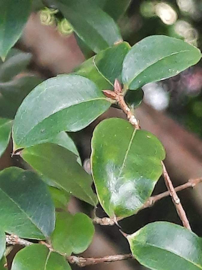 Plinia cauliflora — search result for 'Myrtaceae'