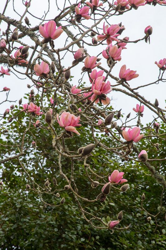 Magnolia campbellii flower