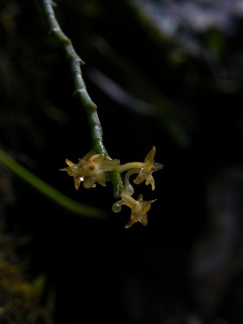 Diaphananthe letouzeyi flower