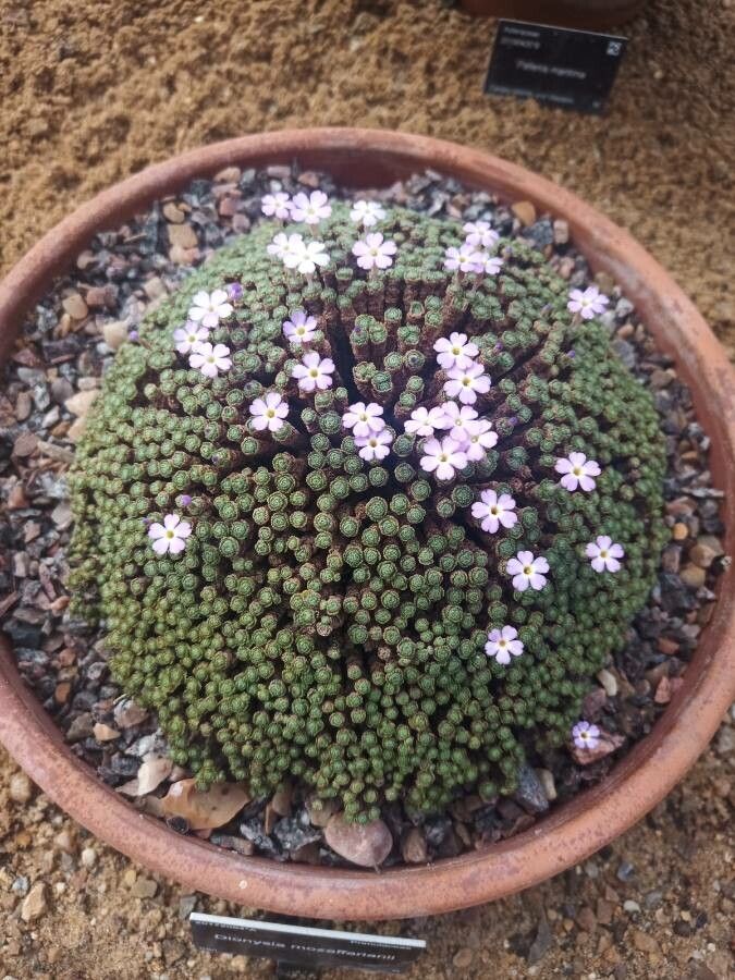Dionysia mozaffarianii flower
