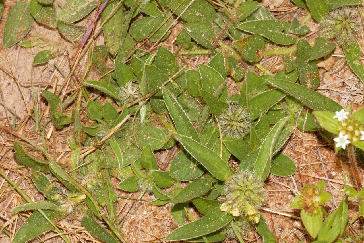 Crotalaria anthyllopsis habit