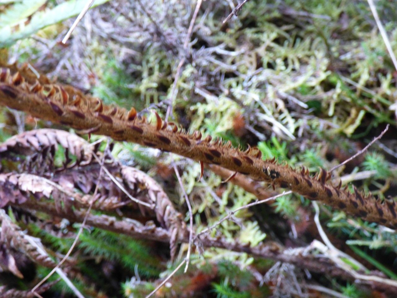 Polystichum ammifolium bark