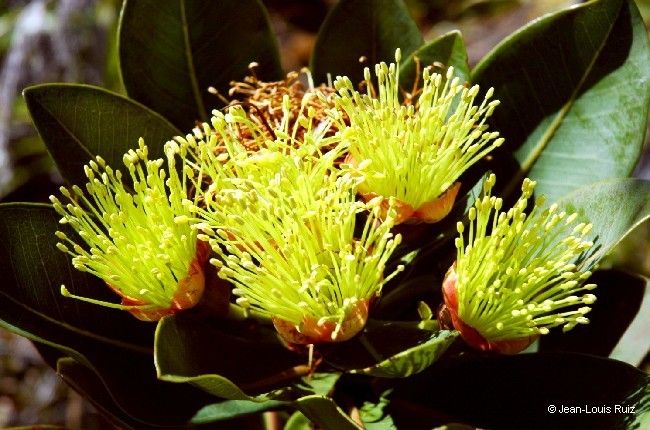 Xanthostemon gugerlii fruit