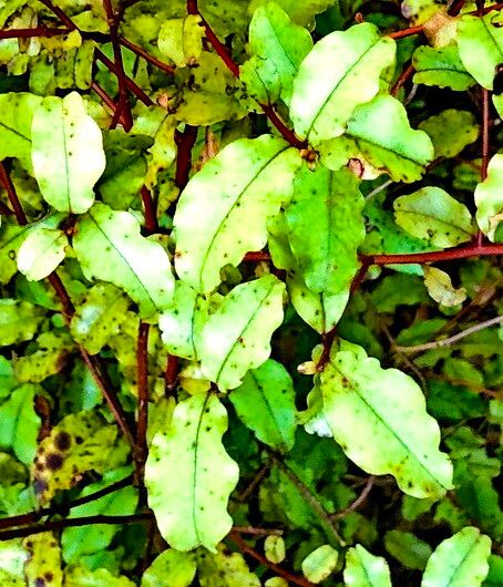 Myrsine australis — related species from the same genus