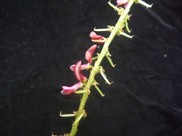Indigofera atropurpurea other