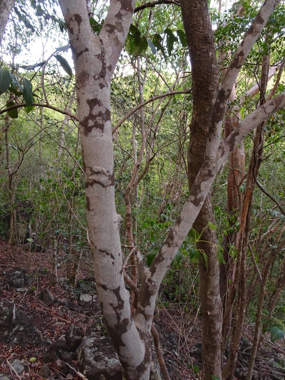Amyris elemifera bark