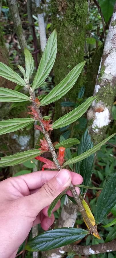 Columnea querceti flower
