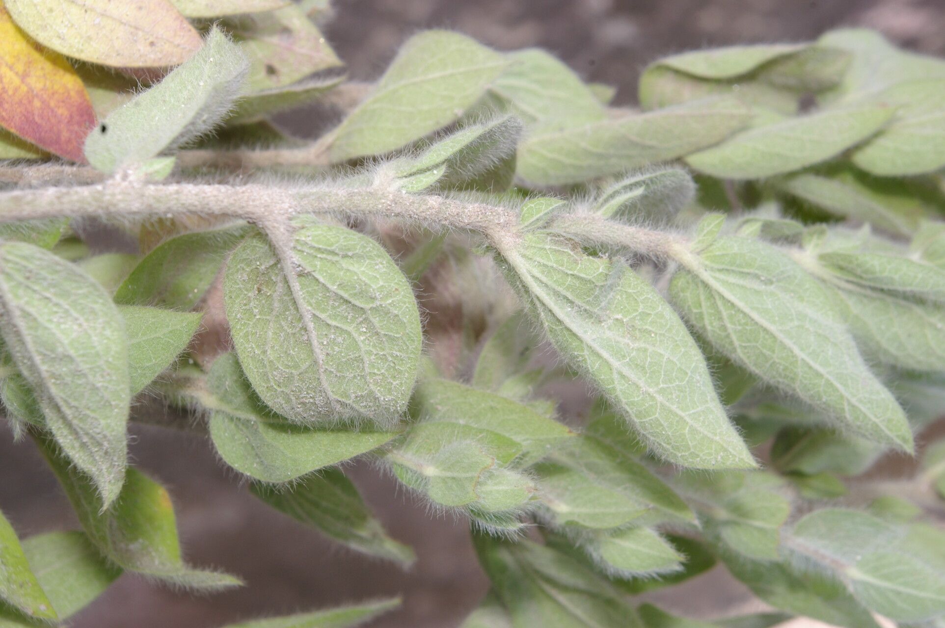 Evolvulus tenuis — houseplant care guide