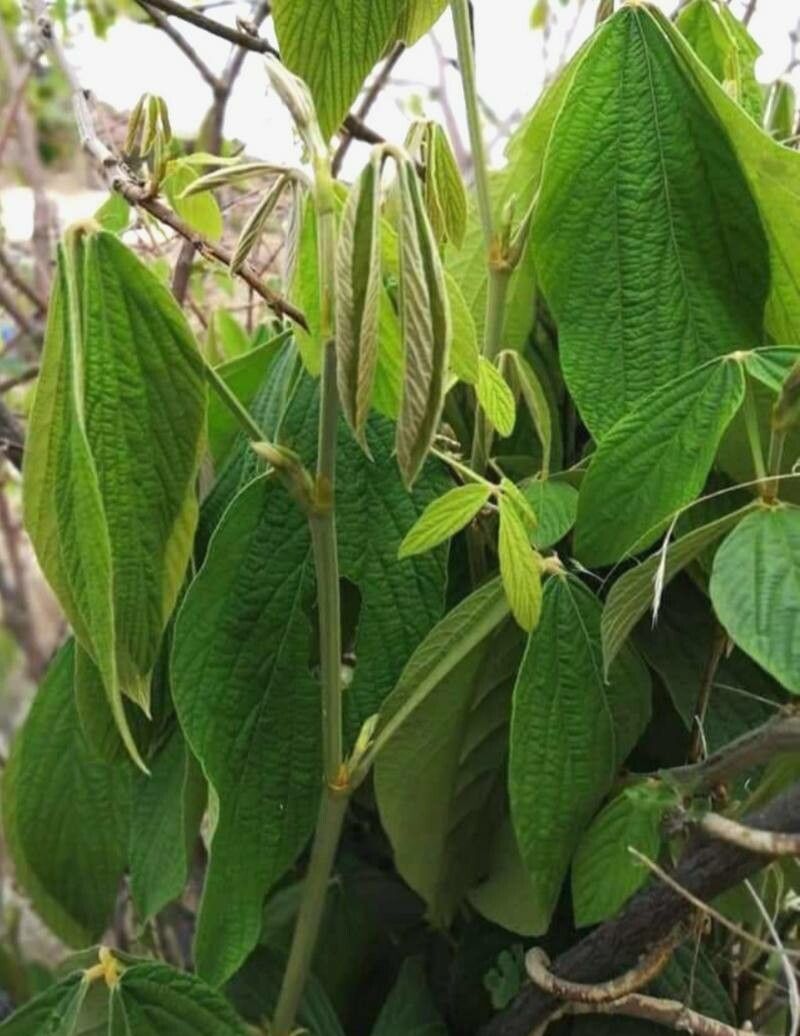 Flemingia macrophylla — search result for 'Ghana'