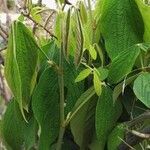 Flemingia macrophylla