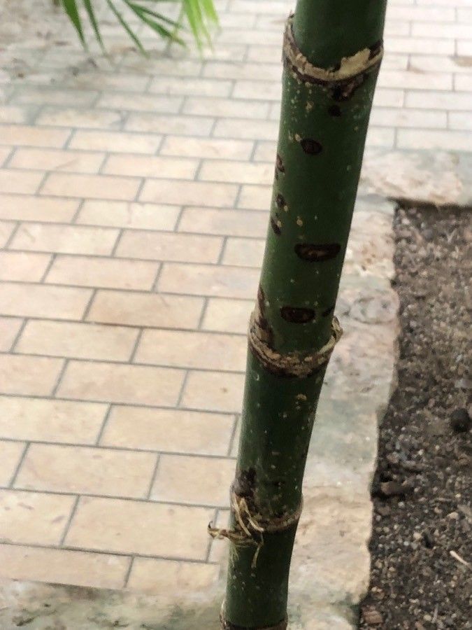 Chamaedorea plumosa bark