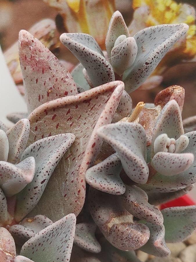 Lenophyllum guttatum leaf