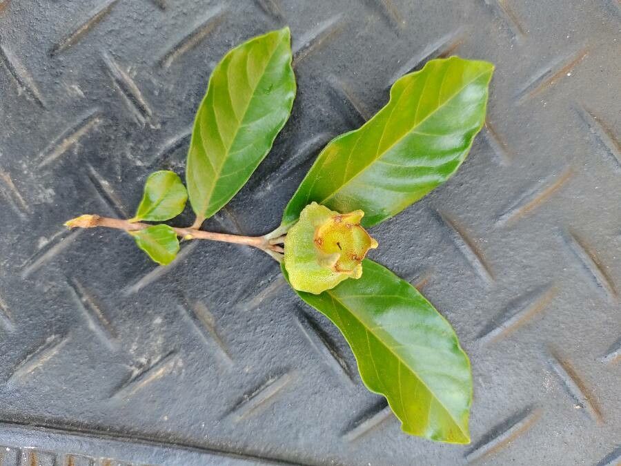 Campomanesia phaea fruit