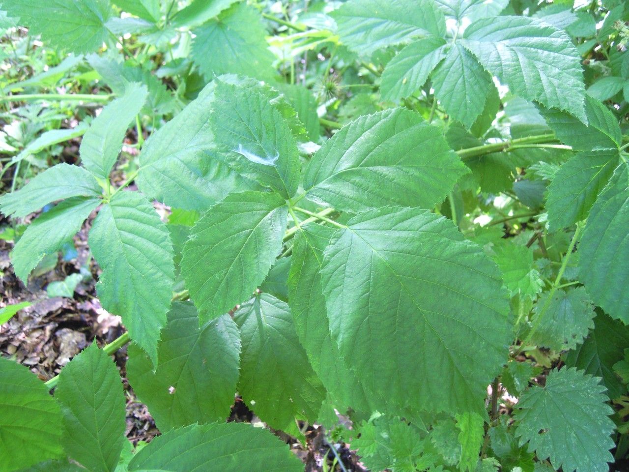 Rubus micans — houseplant care guide
