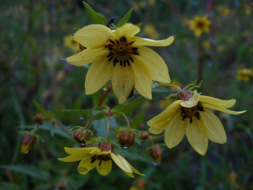Bidens camporum — houseplant care guide