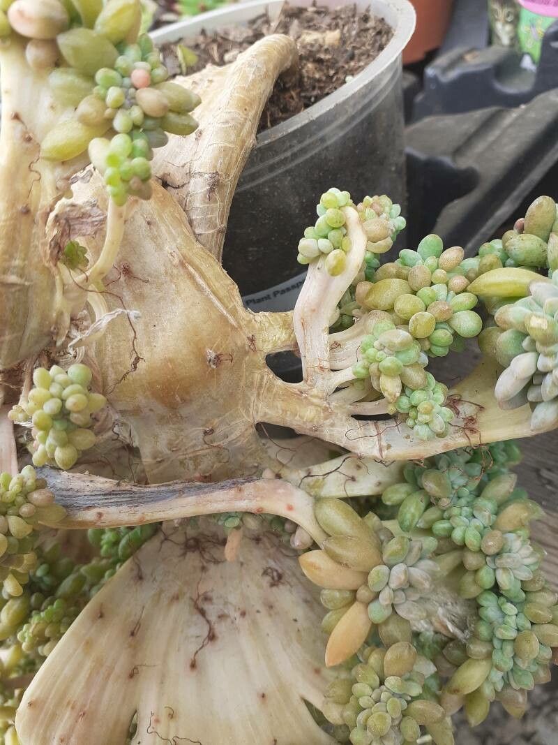 Sedum allantoides bark