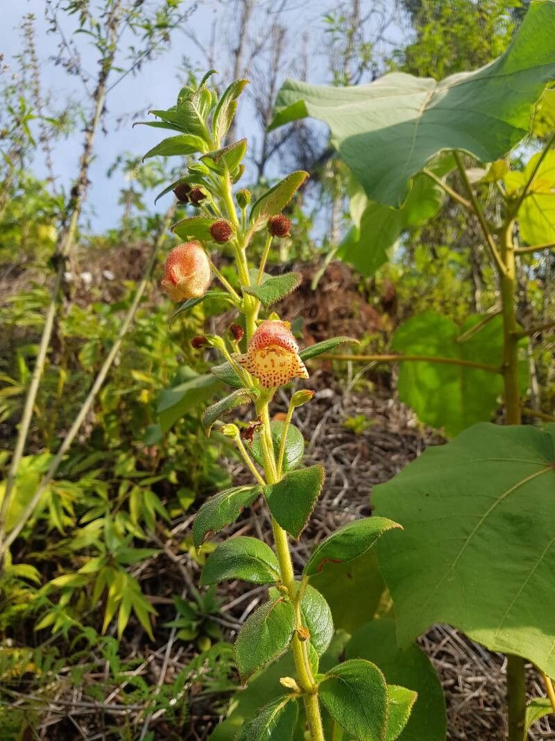 Kohleria allenii flower