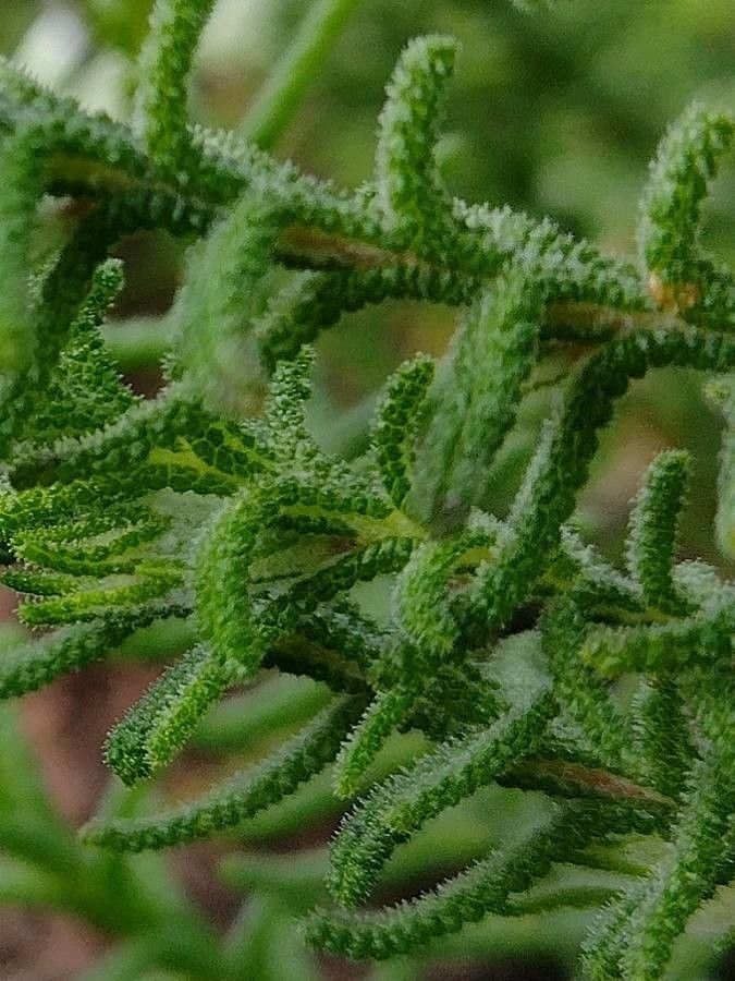 Chloanthes stoechadis — houseplant care guide