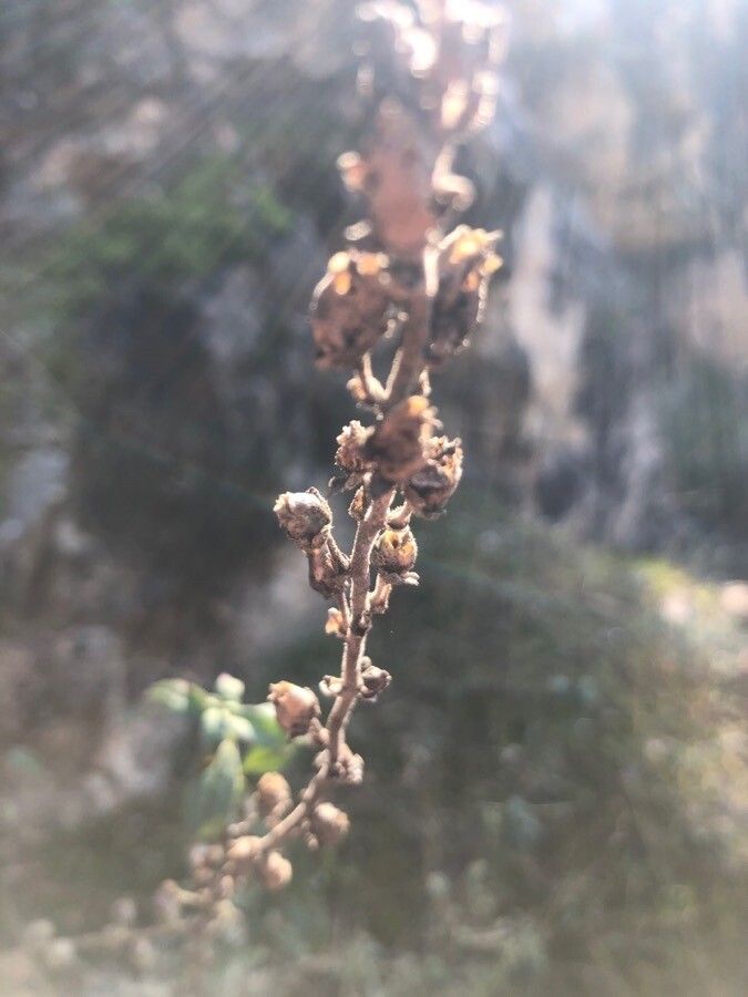 Antirrhinum graniticum fruit