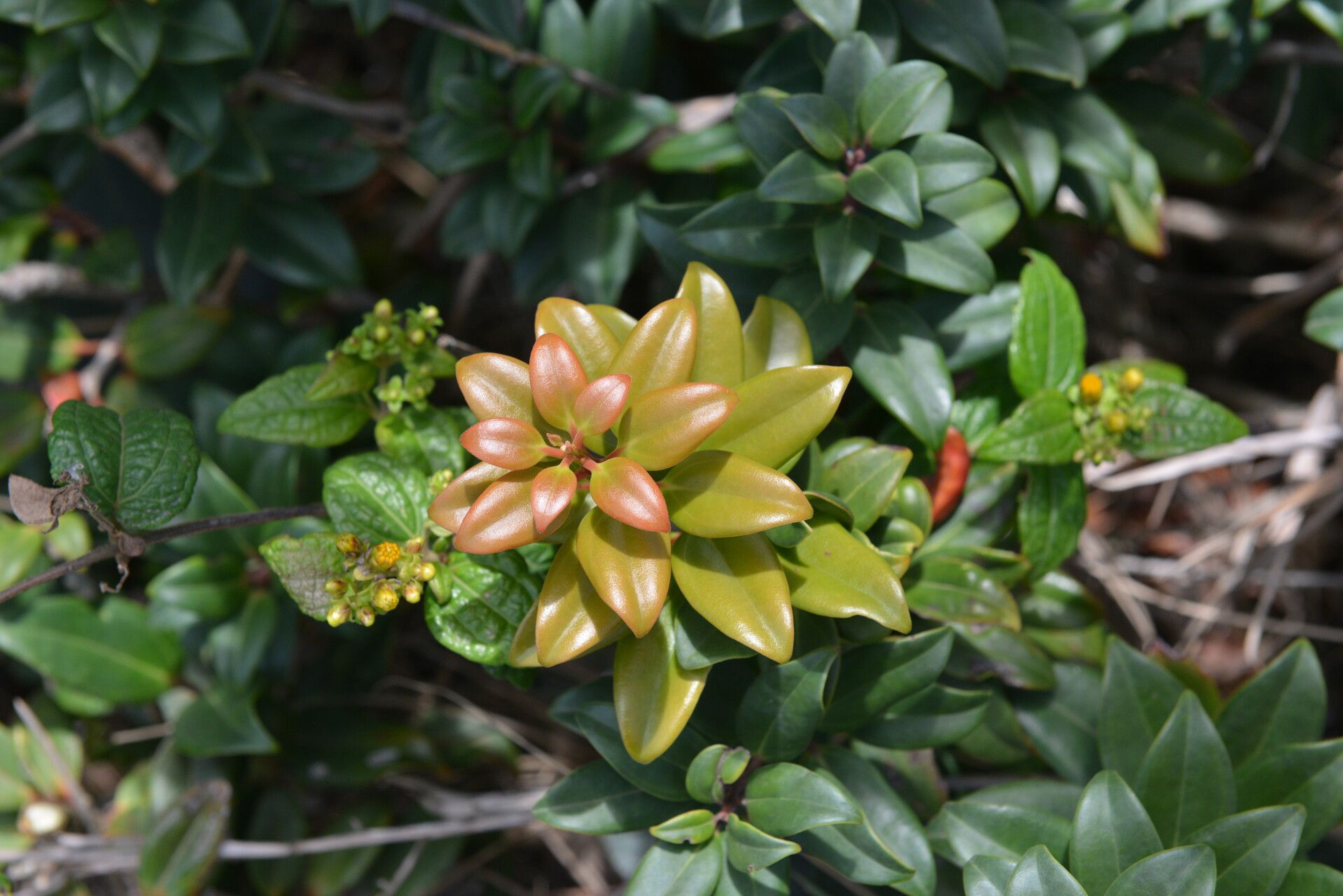Vaccinium poasanum habit
