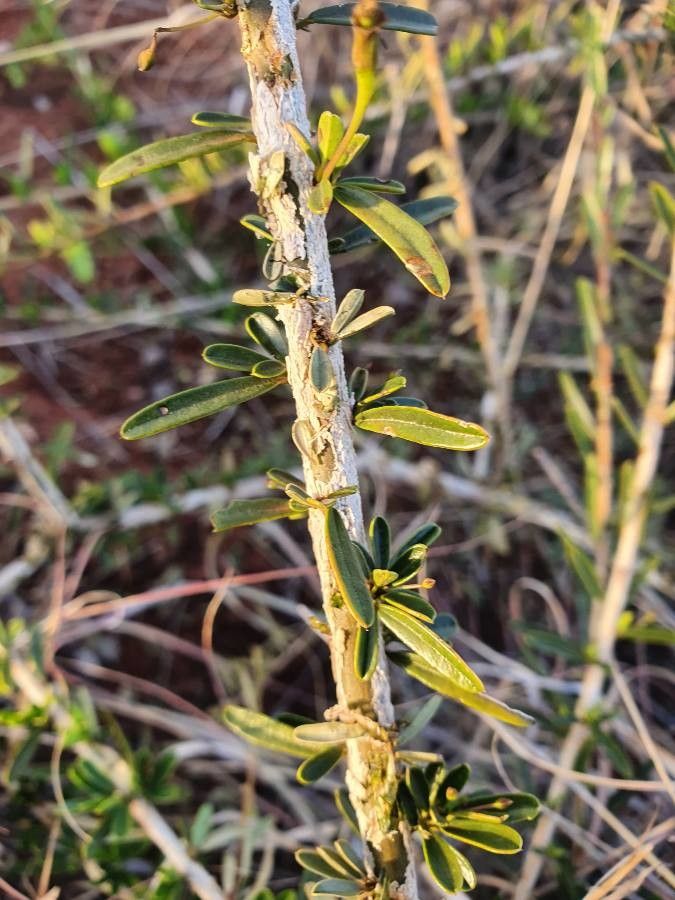 Maerua endlichii leaf