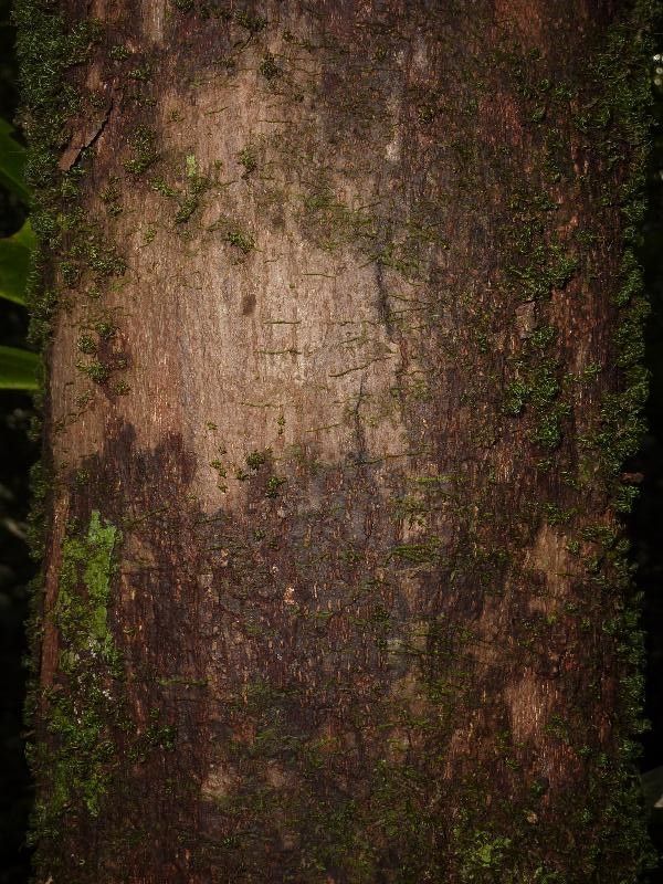 Margaritaria nobilis bark