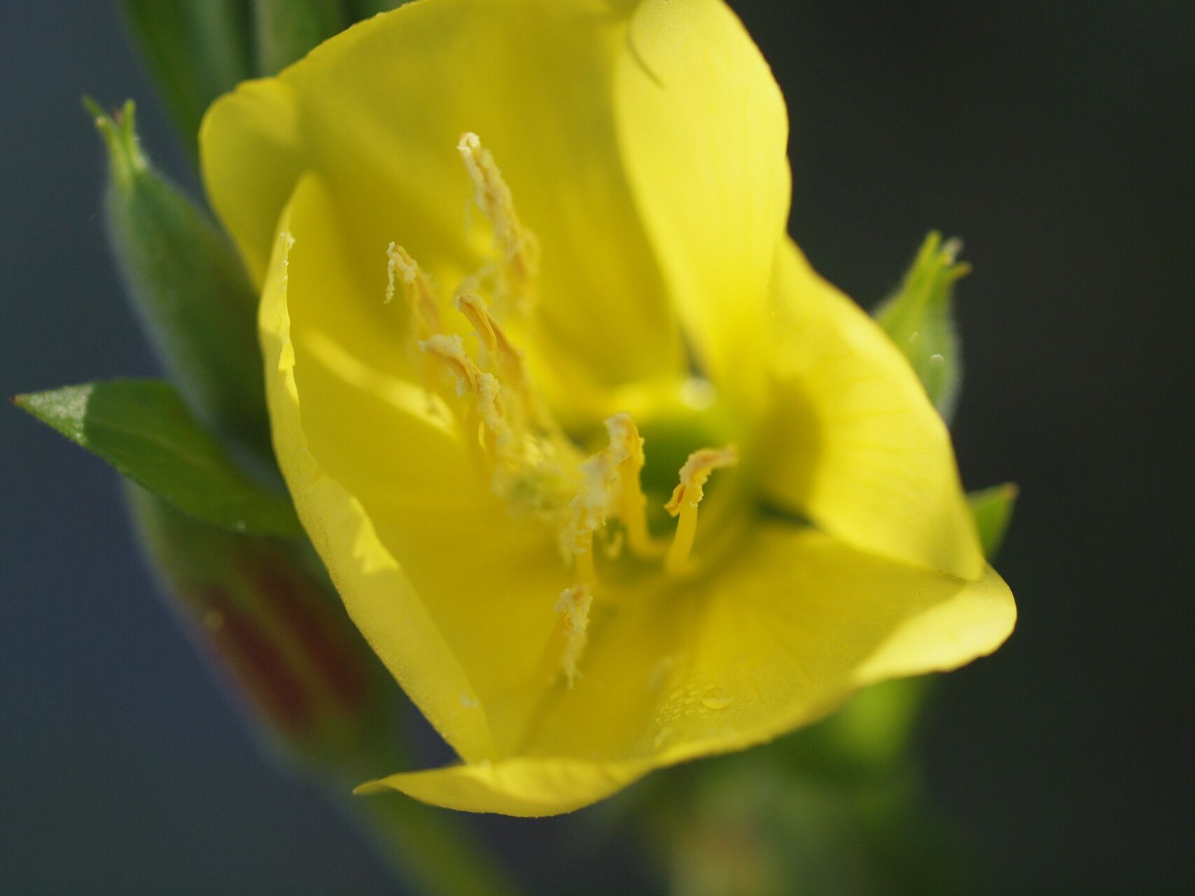 Oenothera pycnocarpa flower