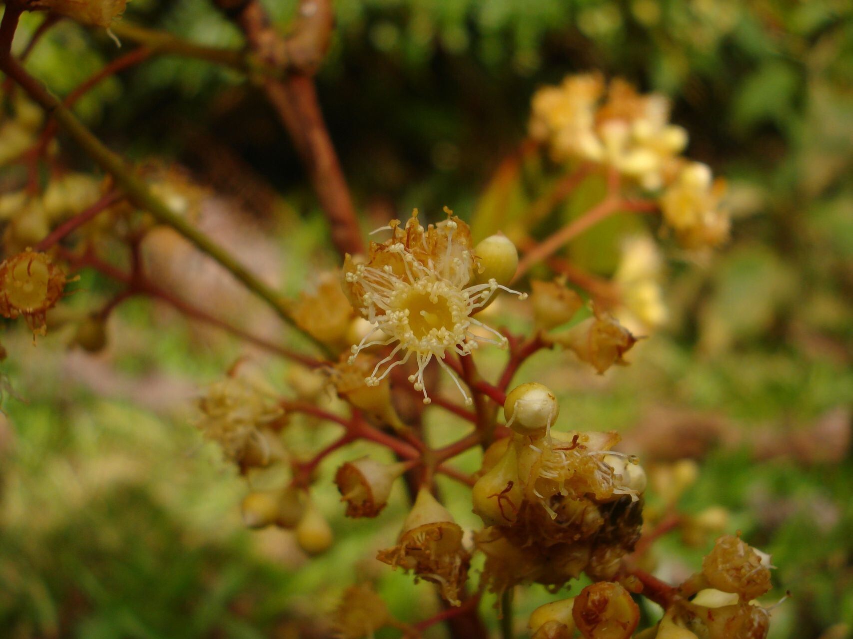 Syzygium neolaurifolium flower