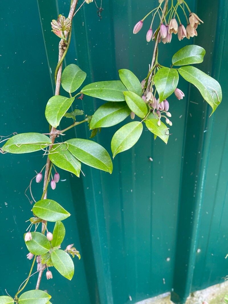 Stauntonia latifolia flower