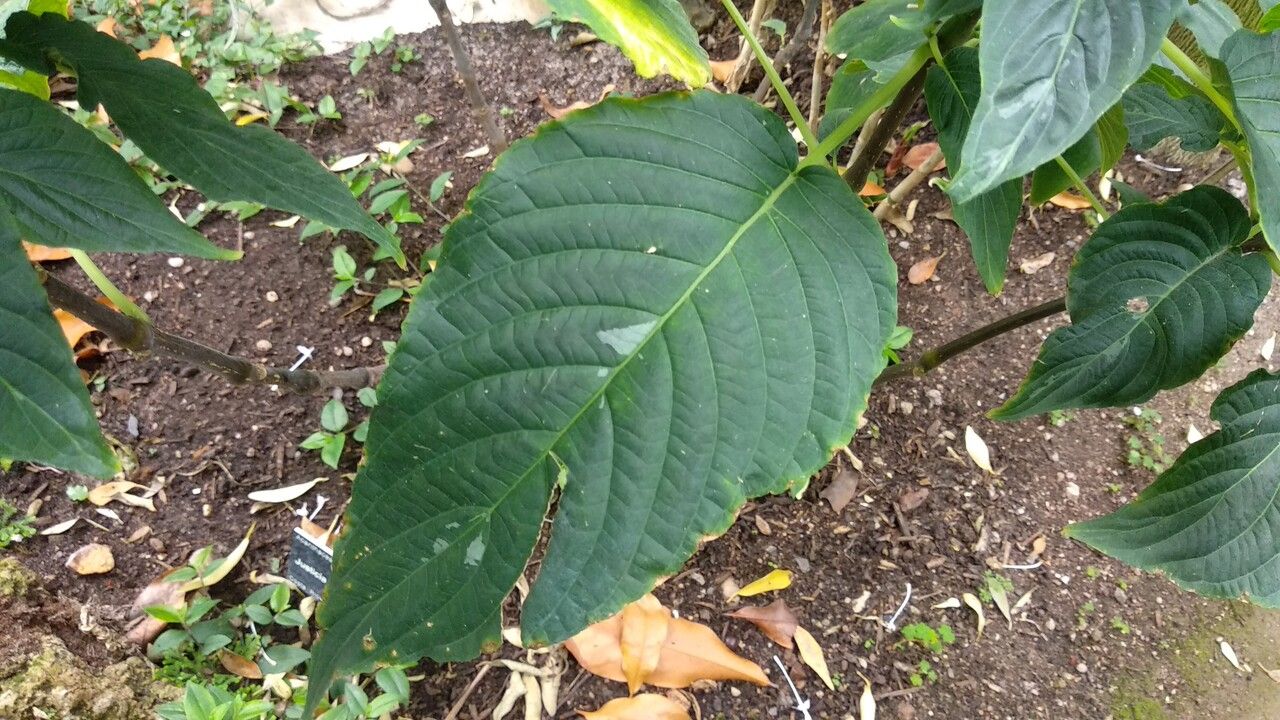 Justicia urophylla — search result for 'Justicia'