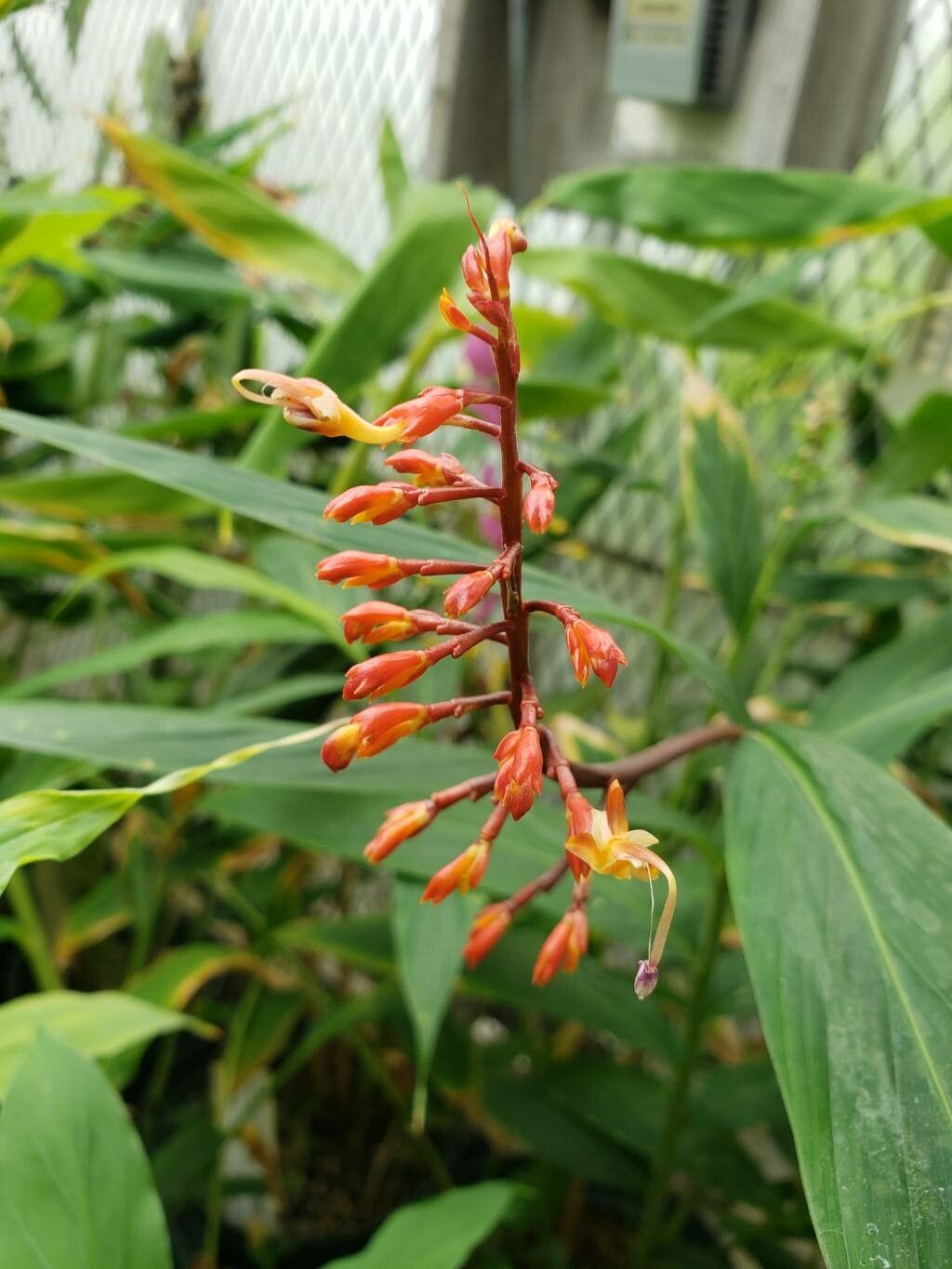 Globba orixensis flower