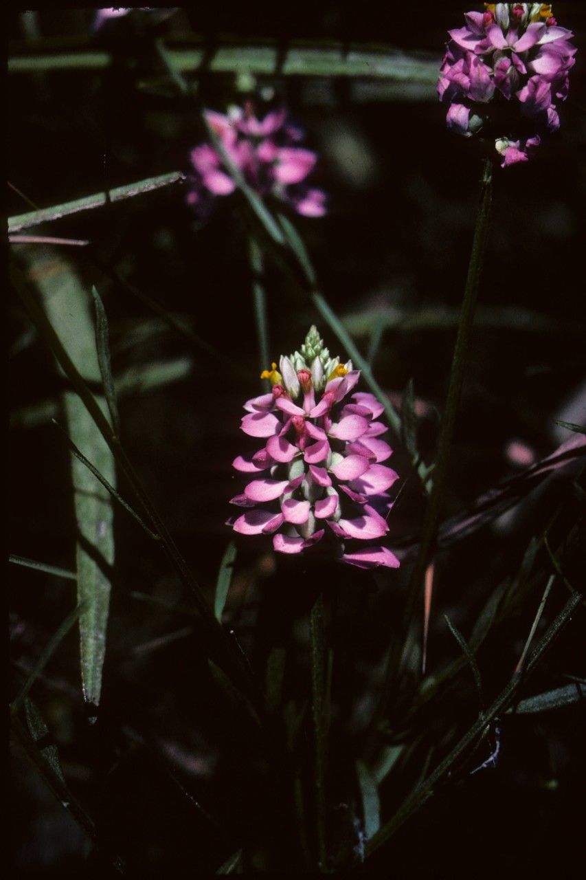Polygala mariana flower