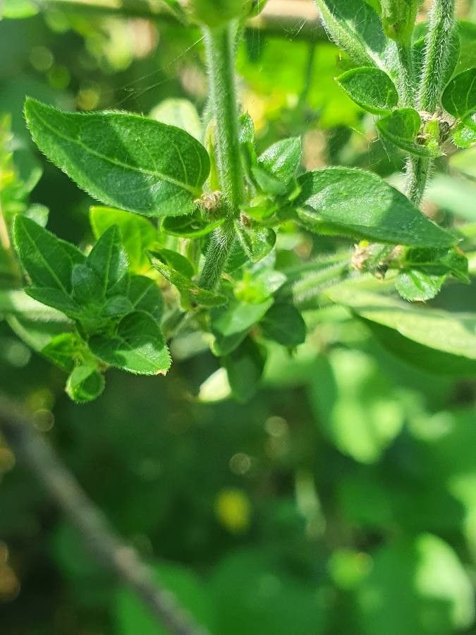 Justicia diclipteroides leaf