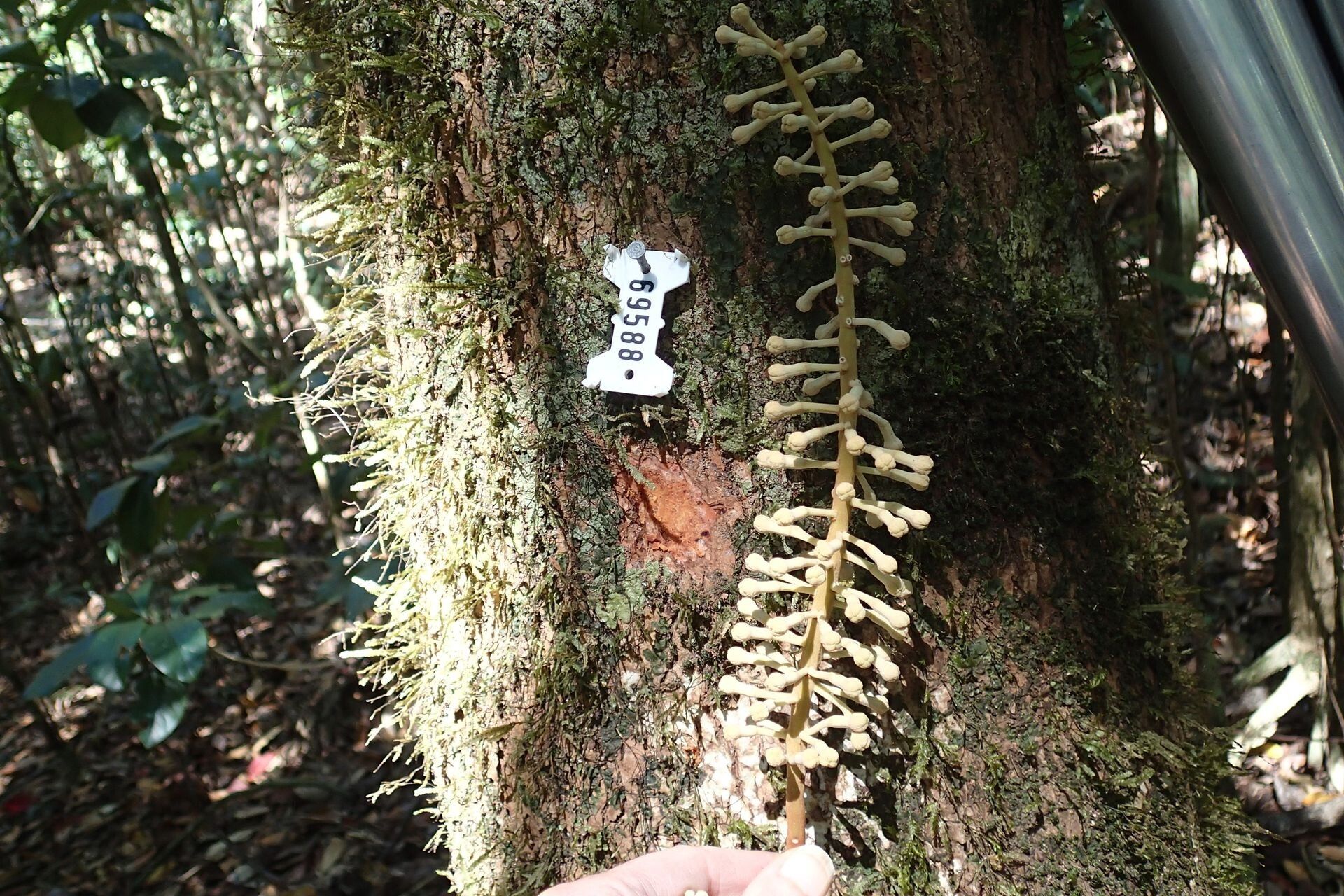 Kermadecia elliptica flower