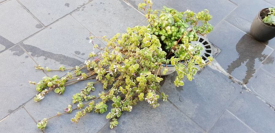 Coleus coeruleus — search result for 'Coleus'