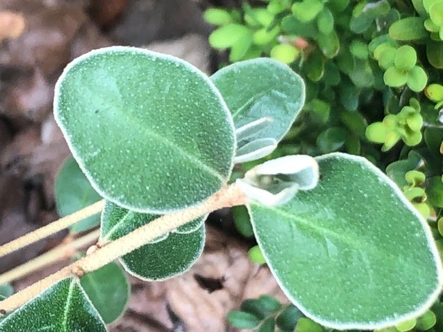 Correa alba — related species from the same genus