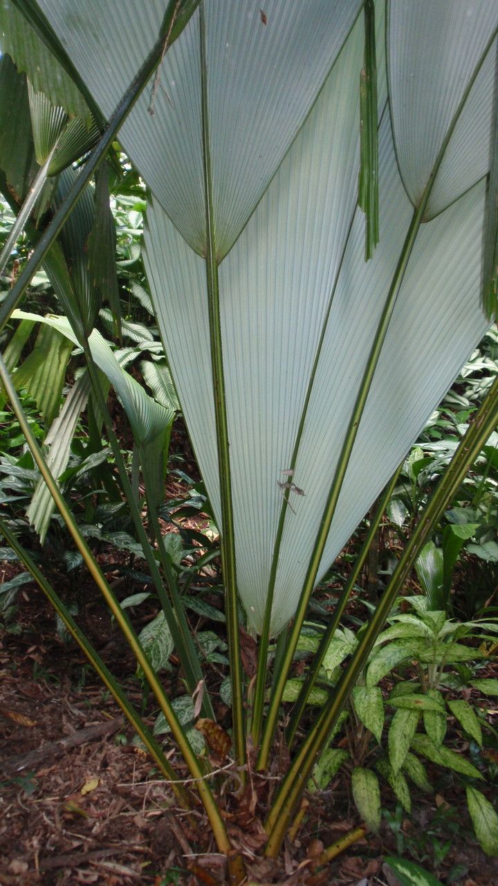 Johannesteijsmannia magnifica — related species from the same genus