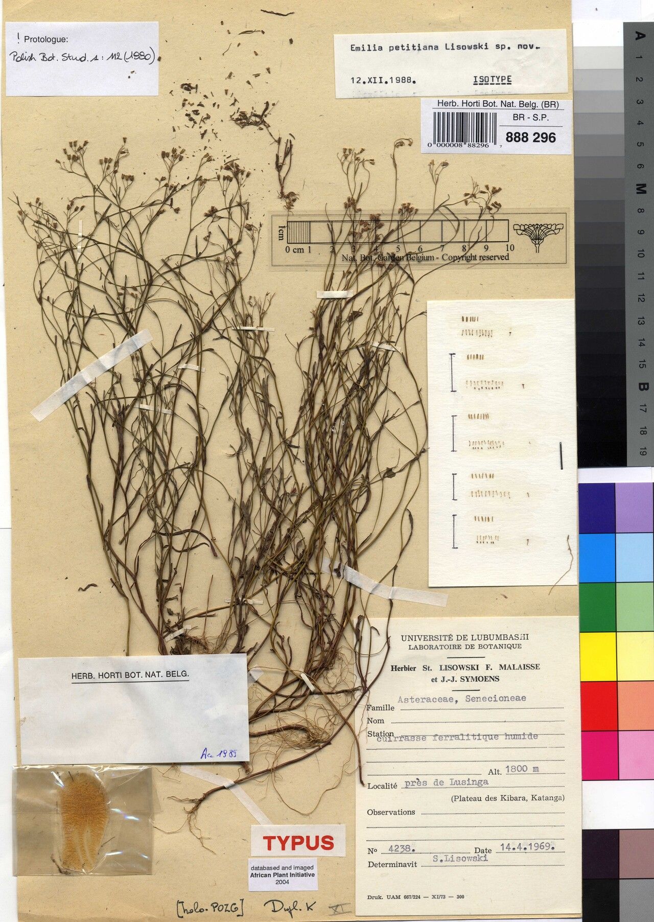 Emilia petitiana — houseplant care guide