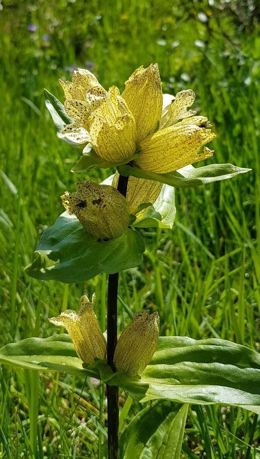 Gentiana punctata flower