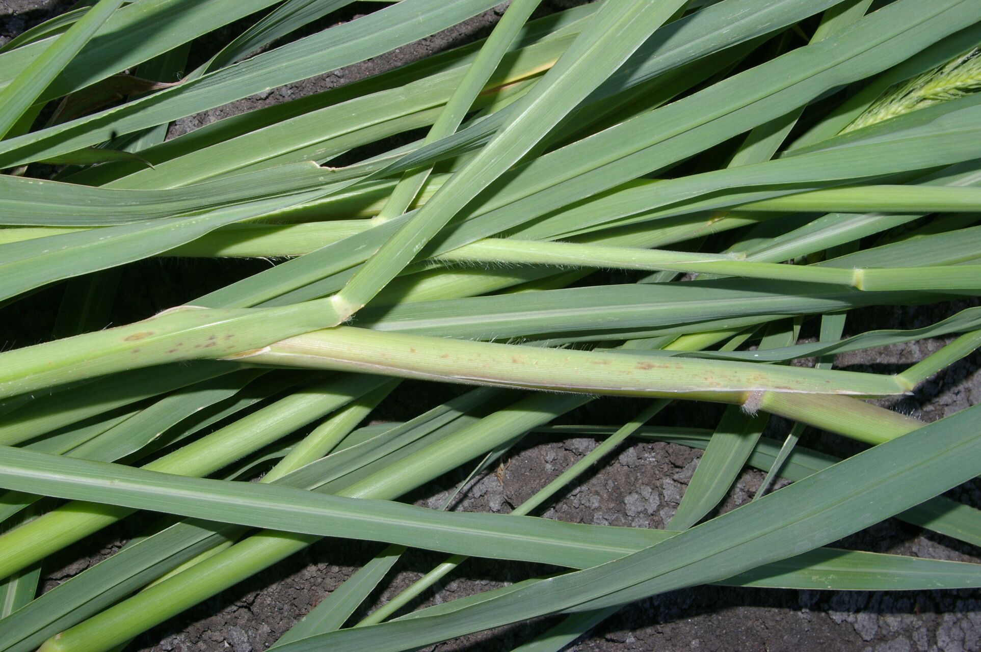 Echinochloa polystachya — houseplant care guide