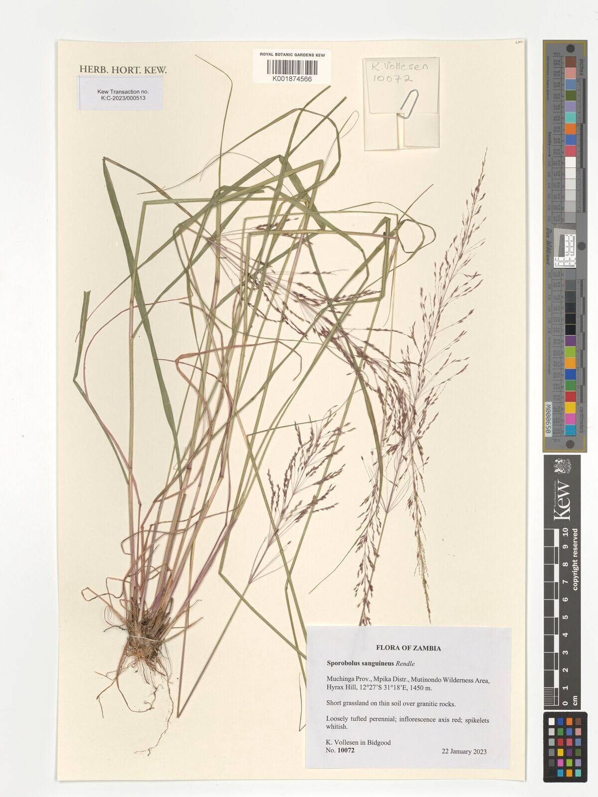 Sporobolus sanguineus — houseplant care guide