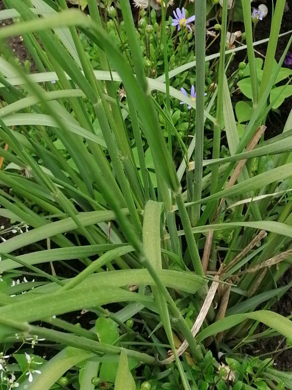 Cynosurus cristatus leaf